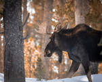 How many moose are in Bighorn National Forest?